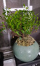 開時(shí)果 小葉赤楠盆景擺件 辦公室桌面綠植花卉好養(yǎng)盆栽植物源頭直發(fā)包郵 【熱銷款】哥窯浸墨盆+苔蘚+底座 曬單實(shí)拍圖