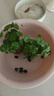 鑫干和銅錢草水培盆栽室內室外花卉金錢草綠植吸綠植花草植物 銅錢草【一盆不含盆約300株】帶葉 曬單實拍圖