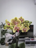 花點時間蝴蝶蘭盆栽帶花苞綠植鮮花花卉客廳辦公室裝飾擺件送長輩源頭直發(fā) 曬單實拍圖