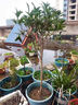 萬田沃四季桂花樹苗盆栽嫁接矮化老樁盆景大植物開花濃香室內(nèi)外陽臺庭院 原生金桂2公分粗度1.2米高度 其他 曬單實拍圖