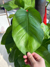 愛(ài)優(yōu)尚大葉綠蘿柱盆栽客廳大型綠植辦公室內除甲醛凈化空氣綠籮源頭直發(fā) 曬單實(shí)拍圖