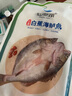 仙泉湖三去白蕉海鱸魚1斤/條凈膛冷凍刺少肉厚珠海特產(chǎn)500g生鮮食材 曬單實拍圖