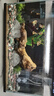 米家（MIJIA）智能生態(tài)魚(yú)缸還原自然生態(tài)智能魚(yú)缸+米家生化濾芯 曬單實(shí)拍圖