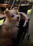 麥盯優(yōu)寵邊牧幼犬寵物狗狗活體純種隕石色黑白咖白金邊邊境牧羊犬雙血統狗 寵物級 隕石色 曬單實(shí)拍圖