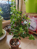 三角梅盆栽帶花劍樹(shù)苗室內陽(yáng)臺重瓣飄枝垂絲老樁四季開(kāi)花爬藤花卉 【帶花發(fā)貨 收到即賞】綠櫻老樁大苗 45-50cm左右（原盆帶土發(fā)貨） 曬單實(shí)拍圖