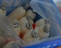 小鹿藍(lán)藍(lán)海洋無污染鱈魚腸 寶寶兒童零食解饞零食益生元鱈魚肉腸300g 曬單實拍圖