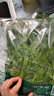 旭耕 有機蔬菜5斤5-8種自選套餐 有機健康輕食生鮮蔬菜禮盒中秋禮品 5斤自選5-8種 曬單實(shí)拍圖