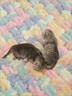 皓梵潔手工毛毯手織diy編織材料包制作工藝品自己做禮物貓尾巴毛線(xiàn)毯子 3團彩虹糖線(xiàn)-可以做90*90的毯子 曬單實(shí)拍圖