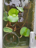 碗蓮種子水培花卉植物四季開(kāi)花盆栽室內水生水養易活睡蓮荷花種子 成活100%【10-13大粒開(kāi)口混色】 曬單實(shí)拍圖