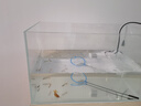 坤寧王金晶超白玻璃魚(yú)缸40造景裸缸客廳桌面溪流缸一體缸水族箱40*23*25 曬單實(shí)拍圖
