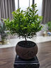 開(kāi)時(shí)果 小葉赤楠盆景擺件 辦公室桌面綠植花卉好養盆栽植物源頭直發(fā)包郵 【熱銷(xiāo)款】舍得紫砂盆+黑石+底座 曬單實(shí)拍圖