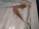 魚(yú)缸清道夫清潔工吃糞便淡水觀賞魚(yú)好養(yǎng)耐活垃圾魚(yú)熱帶冷水工具魚(yú) 2-4cm黃色清道夫2條 曬單實(shí)拍圖