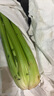 【瘦身減脂】山東大西芹水果西芹去葉新鮮蔬菜新鮮榨汁 帶箱：5斤 曬單實拍圖
