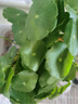 京云夢(mèng)銅錢(qián)草水培盆栽室外室內金錢(qián)草綠植吸綠植花草植物小喜盆源頭直發(fā) 曬單實(shí)拍圖