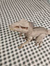 Jurassic World生日禮物侏羅紀(jì)世界偽裝攻擊暴虐霸王龍大號(hào)恐龍仿真模型HNT63 曬單實(shí)拍圖