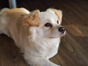 皇家狗糧 成犬狗糧 犬糧 寵物小型犬 PR27 全價(jià)犬糧≥10月8KG 曬單實(shí)拍圖