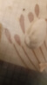 農(nóng)香森 開(kāi)心果500g罐裝鹽焗大顆粒原色無(wú)漂白 散裝批發(fā)烘焙孕婦干果零食 曬單實(shí)拍圖