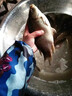 爆護先鋒】釣魚(yú)餌料四季通用野釣鯽魚(yú)鯉魚(yú)草魚(yú)野釣通殺腥香誘食劑 爆護先鋒【單包】新手也爆護 曬單實(shí)拍圖