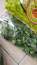 帶根香菜100g 曬單實拍圖