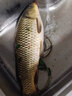 海迪大力馬子線(xiàn)雙鉤成品pe線(xiàn)綁好魚(yú)鉤套裝全套金袖伊勢尼新關(guān)東釣魚(yú)鉤 金袖有刺【鉤3/4+線(xiàn)0.2/0.3】 各20付 曬單實(shí)拍圖