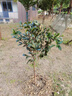 原生桂花樹(shù)苗高桿桂花大樹(shù)庭院地栽濃香型金桂丹桂盆栽四季桂花苗 四季金黃桂 3公分1.5-1.7米高全冠幅當年開(kāi)花 曬單實(shí)拍圖