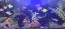 金苔鼠魚魚缸清潔魚工具魚魚缸除藻清理糞便小型熱帶觀賞魚魚活體 金苔鼠4條送備損2條【發(fā)6條】 曬單實拍圖