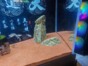 黑金剛螺不吃水草缸清潔淡水除藻工具螺熱帶觀(guān)賞活體清潔寵物蝸牛 黑金剛螺2只 0.5-1cm 曬單實(shí)拍圖