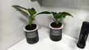 特價(jià)大葉金鉆綠公主盆栽植物除甲醛綠植辦公室四季常青室內擺放花 【拍一發(fā)二】金鉆+灰繁星吸水盆 含盆高度15-20厘米 曬單實(shí)拍圖