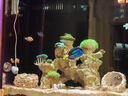 藍吊粉藍吊五彩吊七彩吊多莉海水魚(yú)觀(guān)賞魚(yú)珊瑚活物已檢疫秒顆粒 印尼藍吊5+（檢驗定水顆粒） 曬單實(shí)拍圖