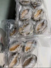 金唐鮮凍大鮑魚凈重500g/ 10頭鮑 帶殼鮑魚肉 貝類海鮮生鮮火鍋燒食材 曬單實(shí)拍圖