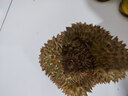 植物大戰(zhàn)僵尸玩具全套可發(fā)射僵尸植物玩偶豌豆射手玩具六一兒童節(jié)禮物男孩生日 曬單實拍圖