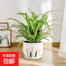 金邊吊蘭盆栽垂吊植物室內(nèi)辦公室桌面綠植吸甲醛凈化空氣 金邊吊蘭+郁金香瓷盆 曬單實拍圖