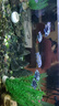 魚(yú)缸燈led燈防水超亮全光譜三色小水族箱潛水專(zhuān)用彩燈燈管 24W三色變光114cm（120-130cm缸用） 曬單實(shí)拍圖