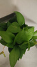 綠有意綠蘿盆栽室內(nèi)植物花卉綠植水培長藤垂吊大葉綠籮新房家用吸除甲醛 120原盆儲水綠蘿10盆+壺+10肥 帶盆帶土發(fā)貨 曬單實(shí)拍圖
