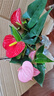 紅掌水培盆栽室內(nèi)易養(yǎng)水生花卉白掌綠植一帆風(fēng)順客廳觀花植物粉掌 粉掌1顆（不含其他） 整體高度（28-35cm） 曬單實拍圖