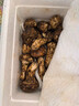 京地達 云南香格里拉鮮松茸6-8cm凈重500g禮盒新鮮菌菇源頭直發(fā)包郵 曬單實(shí)拍圖