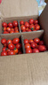 千禧圣女果新鮮小番茄櫻桃小柿子孕婦水果現摘現發(fā)新鮮蔬菜 新鮮圣女果 5斤 曬單實(shí)拍圖
