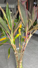 小冤家綠蘿盆栽室內(nèi)花卉綠植綠籮水養(yǎng)花卉盆景桌面辦公客廳水培大葉綠色 180#透明吸水盆綠蘿四盆+肥2【7塊/盆】 曬單實(shí)拍圖