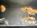 神陽(yáng)賽級金魚(yú)飼料增色蘭壽泰獅觀(guān)賞金魚(yú)獅子頭魚(yú)食錦鯉魚(yú)糧小粒飼料 艷紅蘭壽450g 特小粒 袋裝（下沉） 曬單實(shí)拍圖