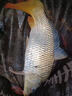 SHIMANO禧瑪諾進(jìn)口磯釣釣魚(yú)竿海船釣黑鯛磯竿路滑竿競技大物竿十大品牌 5.3m 1-530 曬單實(shí)拍圖