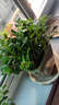 四季常青金魚花吊蘭盆栽室內(nèi)綠植花卉多肉植物發(fā)財(cái)樹好養(yǎng)易活客廳 金魚吊蘭【整盆20-30顆】原盆土 曬單實(shí)拍圖