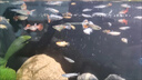 寵小俠純種孔雀魚(yú)觀(guān)賞魚(yú)好養耐活淡水小型魚(yú)熱帶魚(yú)鳳尾熱帶魚(yú)小魚(yú)苗 練手孔雀魚(yú)15條+可食用半年魚(yú)糧80g 曬單實(shí)拍圖