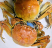【活蟹】湖鮮陽(yáng)澄 大閘蟹 去繩足重 2.3-2.6兩 8只 鮮活六月黃現(xiàn)貨超大螃蟹水產(chǎn)禮盒裝 曬單實(shí)拍圖