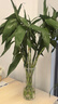 德沃多肥料 植物營(yíng)養(yǎng)液通用600ml水培綠植花卉盆栽花肥料發(fā)財(cái)樹(shù)綠蘿液體肥 曬單實(shí)拍圖
