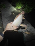 川澤錘頭尾夜光漂咬鉤變色高靈敏超亮醒目電子漂野釣魚漂鯽鯉鰱鳙浮漂 升級硬尾PJ04【野釣綜合】鉛2.2g 【咬鉤變色】加粗醒目尾 曬單實拍圖