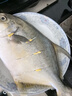 環(huán)球水產(chǎn)南海大規(guī)格金鯧魚550g1條 BAP認證 海魚 生鮮魚類 火鍋 海鮮水產(chǎn) 曬單實拍圖