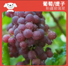 京鮮生 新疆弗雷紅提玻璃翠火焰無核 凈重3.5斤原筐 生鮮水果酸甜易掉粒 曬單實拍圖