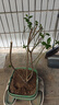 倒掛金鐘盆栽四季開(kāi)花耐寒耐熱南北方種植盆栽樹(shù)苗陽(yáng)臺花卉 L1倒掛金鐘盆栽花卉 7年老樁/開(kāi)花大量 曬單實(shí)拍圖