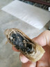 桃西村無(wú)加蔗糖蕎麥黑芝麻餅酥香軟糯板栗糕傳統糕點(diǎn)心休閑解饞零食蕎麥黑芝麻餅10枚 曬單實(shí)拍圖