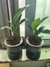 特價(jià)大葉金鉆綠公主盆栽植物除甲醛綠植辦公室四季常青室內擺放花 【拍一發(fā)二】金鉆+灰繁星吸水盆 含盆高度15-20厘米 曬單實(shí)拍圖